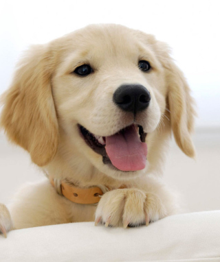 Cute Smiling Puppy - Obrázkek zdarma pro Nokia Asha 300