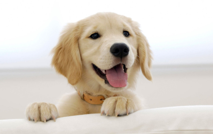 Screenshot №1 pro téma Cute Smiling Puppy