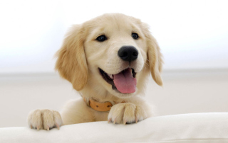 Cute Smiling Puppy - Obrázkek zdarma 