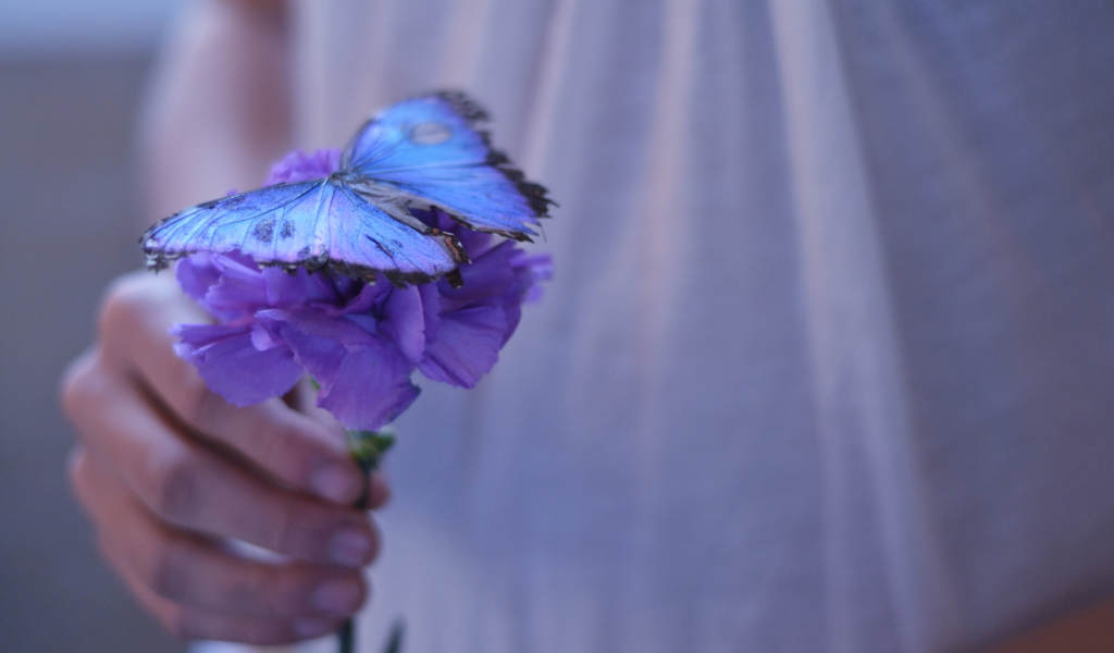 Screenshot №1 pro téma Blue Butterfly On Blue Flower 1024x600