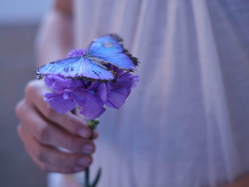 Blue Butterfly On Blue Flower wallpaper 1024x768