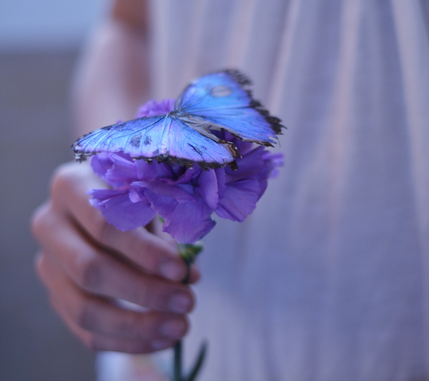 Fondo de pantalla Blue Butterfly On Blue Flower 1440x1280