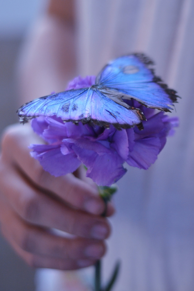 Fondo de pantalla Blue Butterfly On Blue Flower 640x960