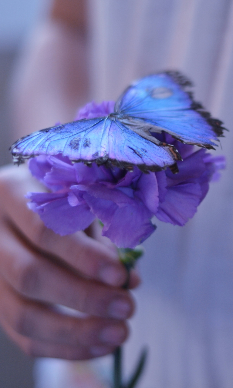 Fondo de pantalla Blue Butterfly On Blue Flower 768x1280