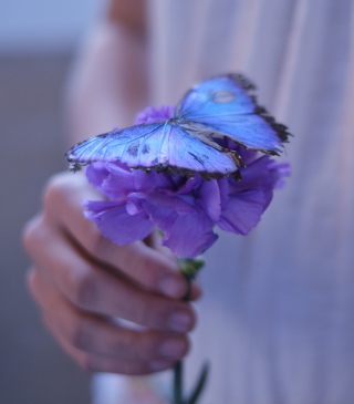 Blue Butterfly On Blue Flower - Obrázkek zdarma pro iPhone 5