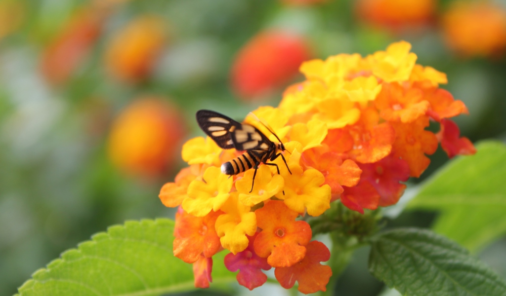 Обои Bee On Orange Flowers 1024x600