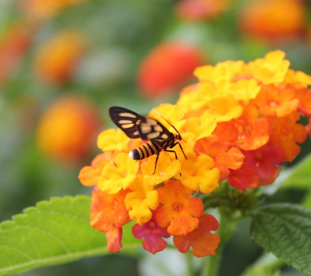 Обои Bee On Orange Flowers 1080x960