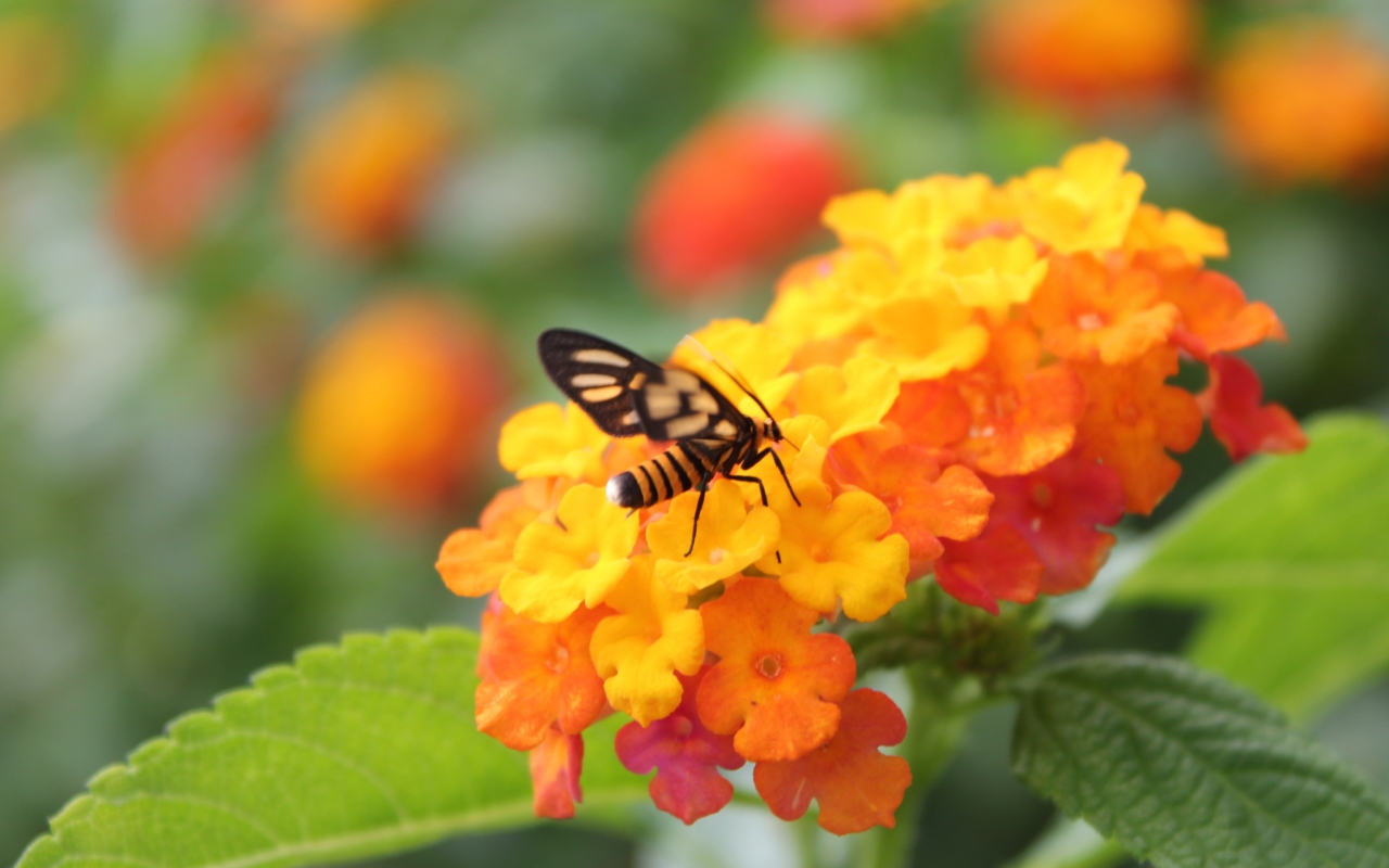Fondo de pantalla Bee On Orange Flowers 1280x800