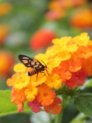 Screenshot №1 pro téma Bee On Orange Flowers 132x176