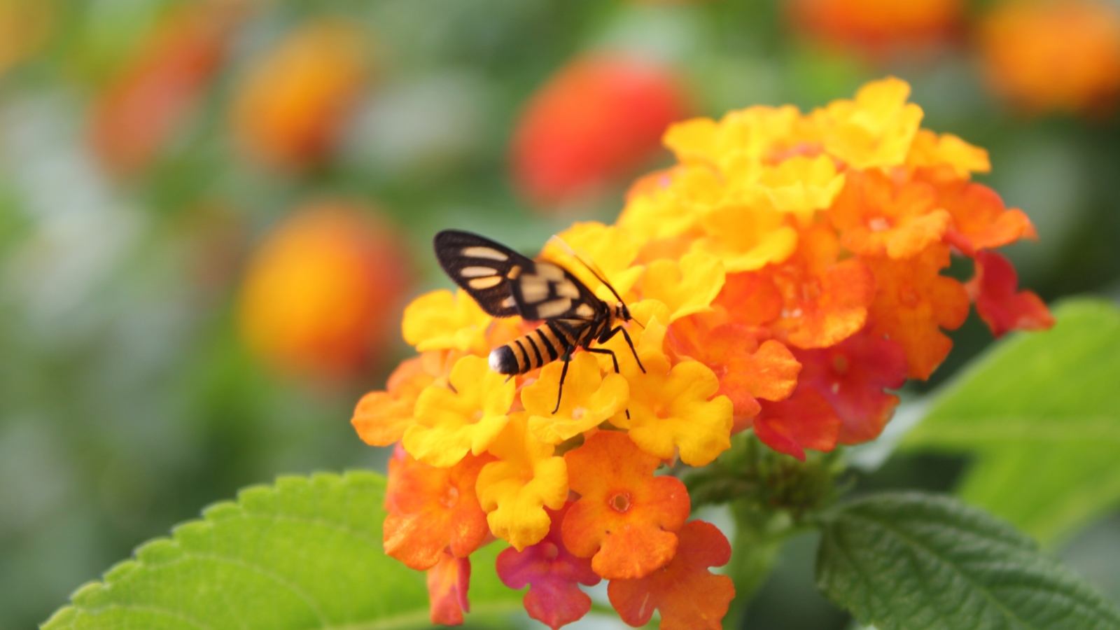 Fondo de pantalla Bee On Orange Flowers 1600x900