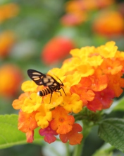 Bee On Orange Flowers screenshot #1 176x220