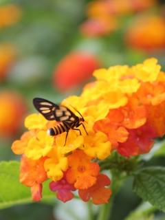 Обои Bee On Orange Flowers 240x320