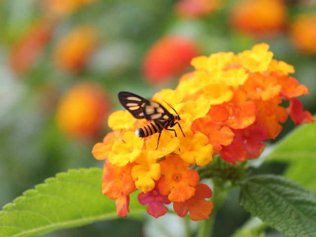 Обои Bee On Orange Flowers 640x480
