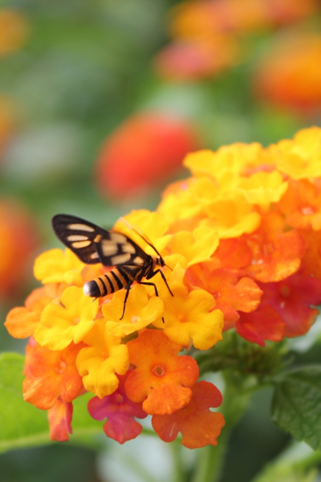 Обои Bee On Orange Flowers 640x960
