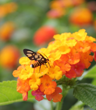 Bee On Orange Flowers papel de parede para celular para iPhone 6 Plus