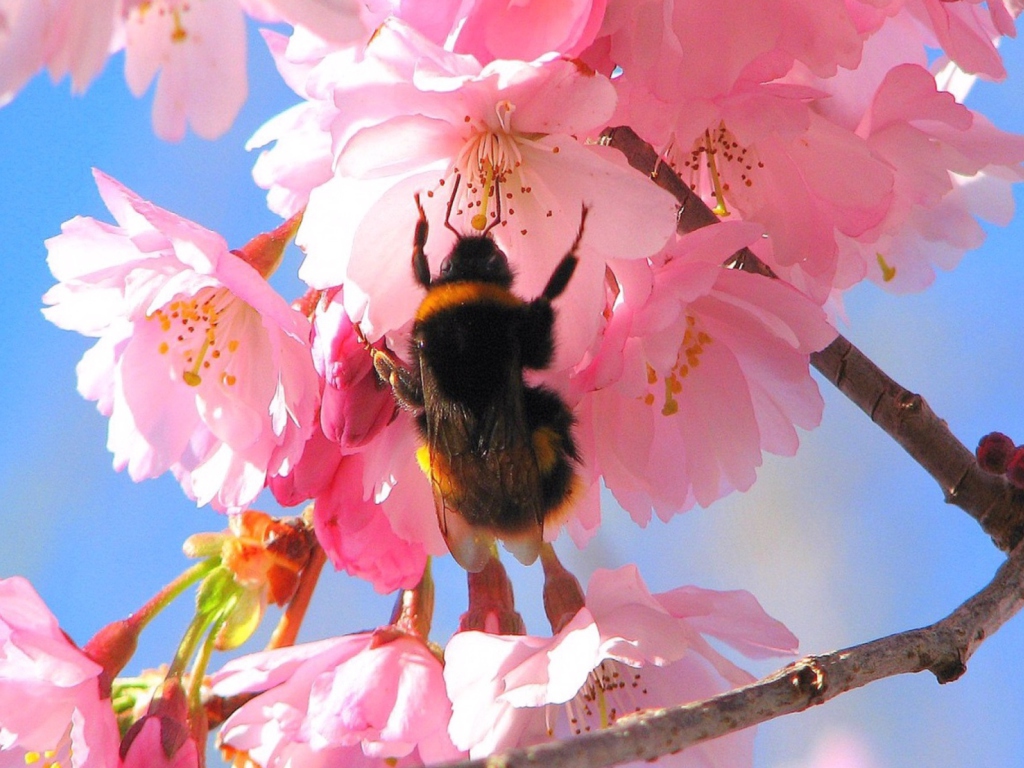 Das Bee And Pink Flower Wallpaper 1024x768
