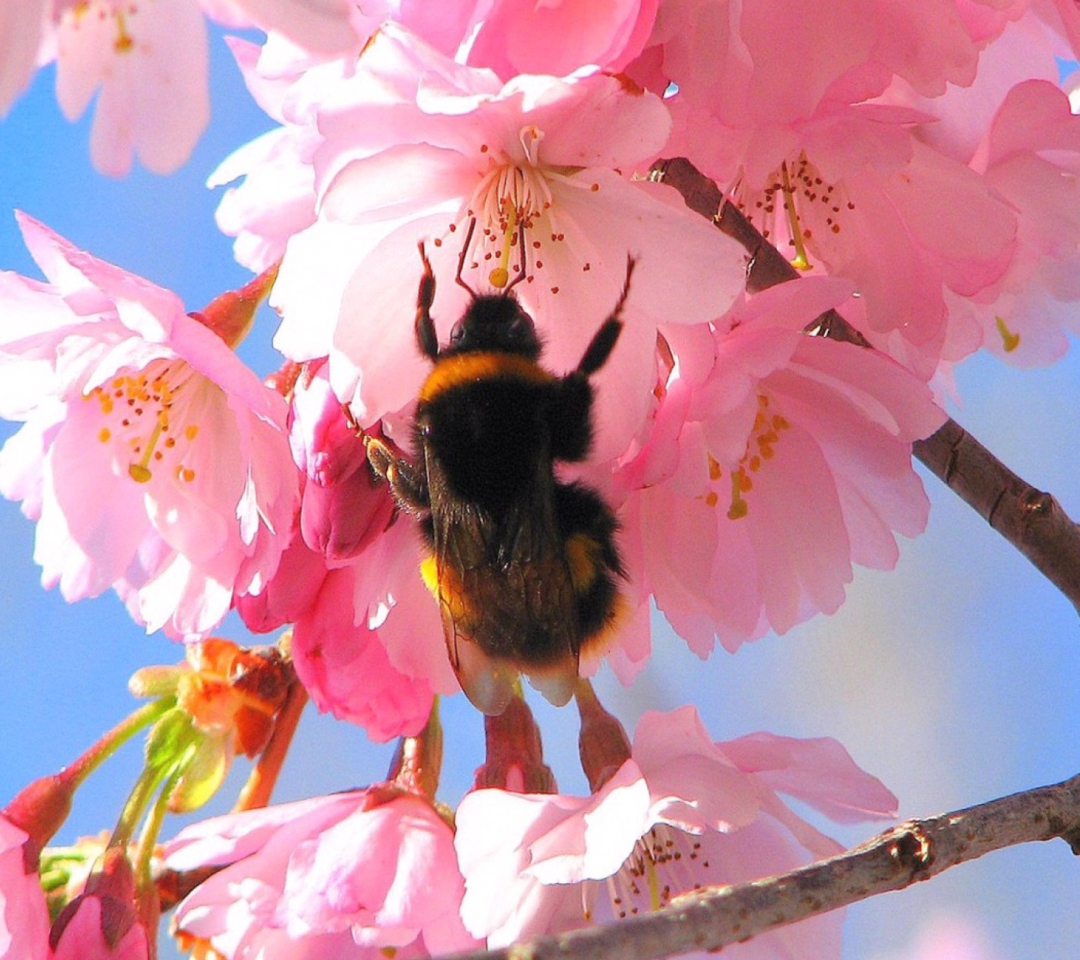 Обои Bee And Pink Flower 1080x960
