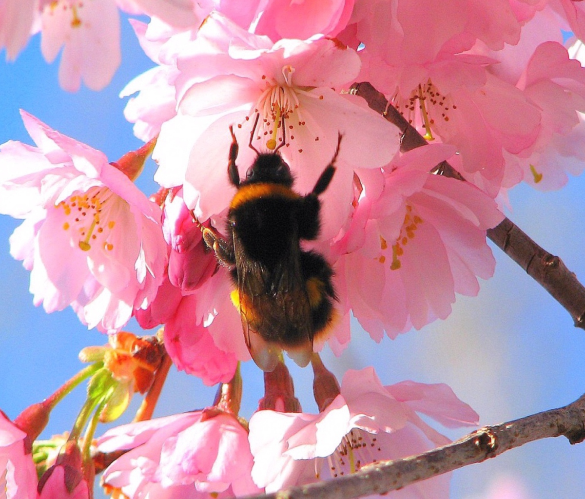 Screenshot №1 pro téma Bee And Pink Flower 1200x1024
