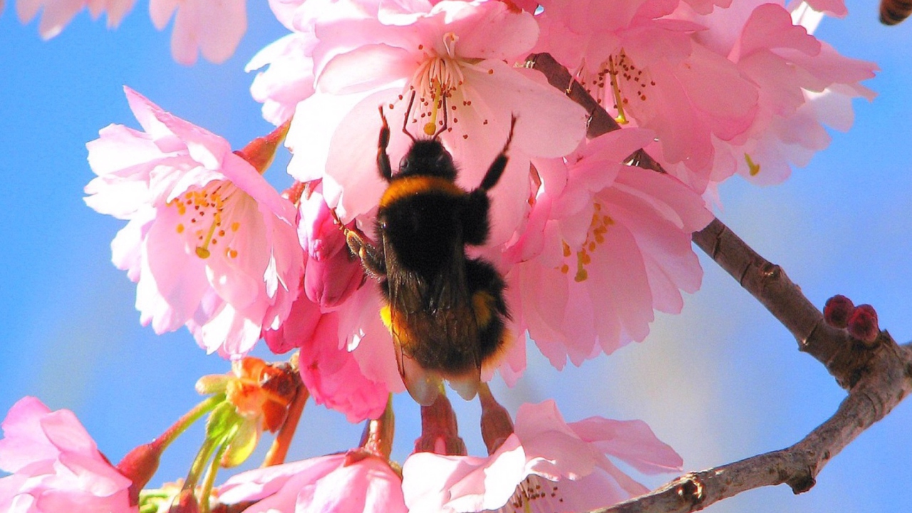 Bee And Pink Flower screenshot #1 1280x720