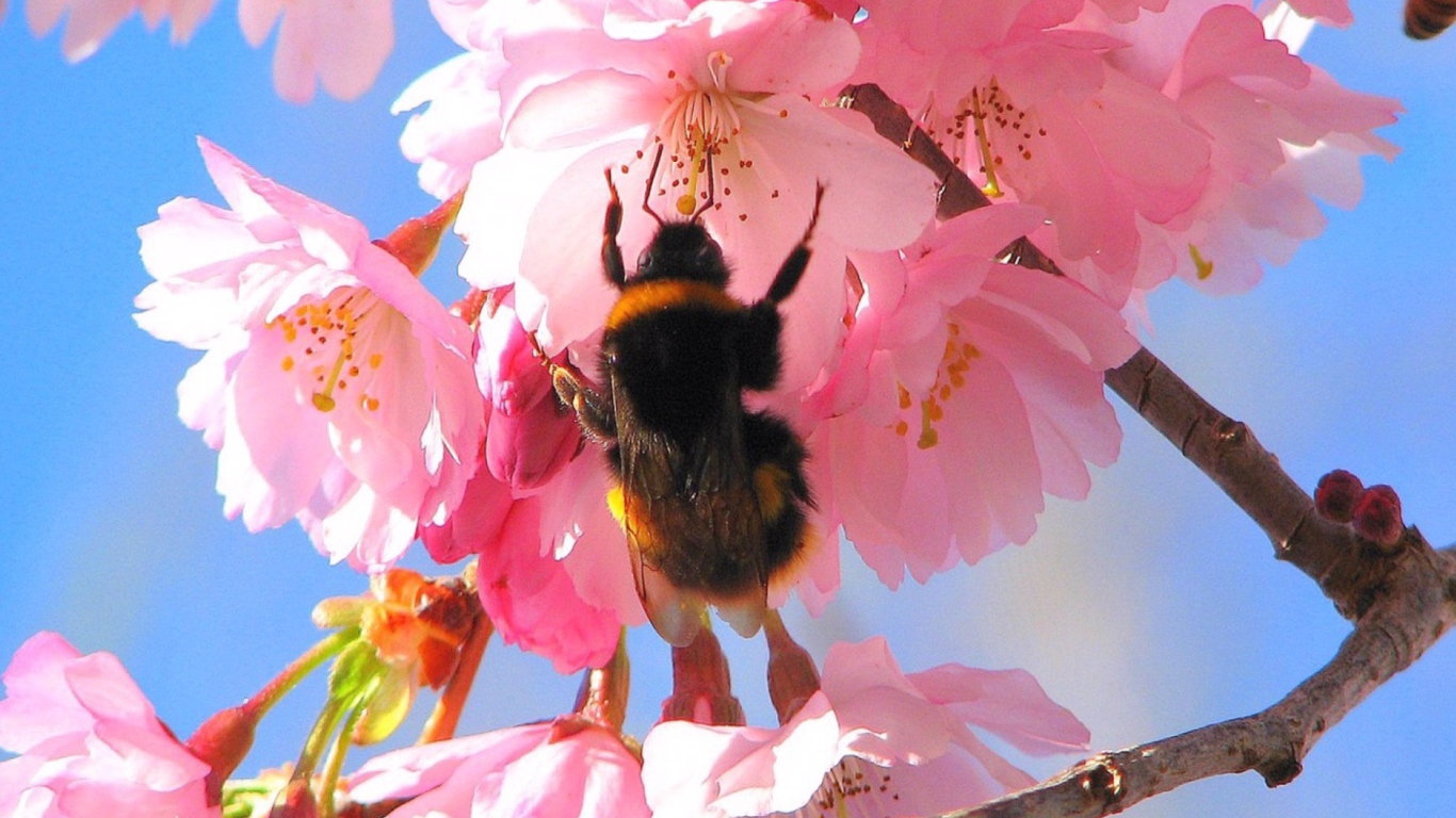 Fondo de pantalla Bee And Pink Flower 1366x768