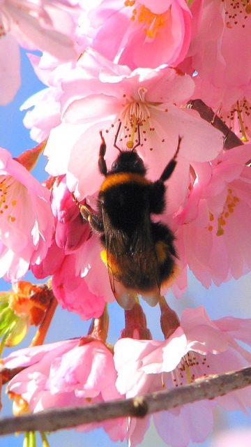 Обои Bee And Pink Flower 360x640