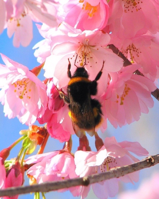 Kostenloses Bee And Pink Flower Wallpaper für Nokia Asha 311