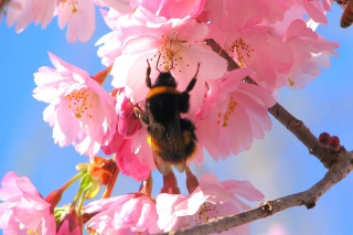 Bee And Pink Flower - Obrázkek zdarma 