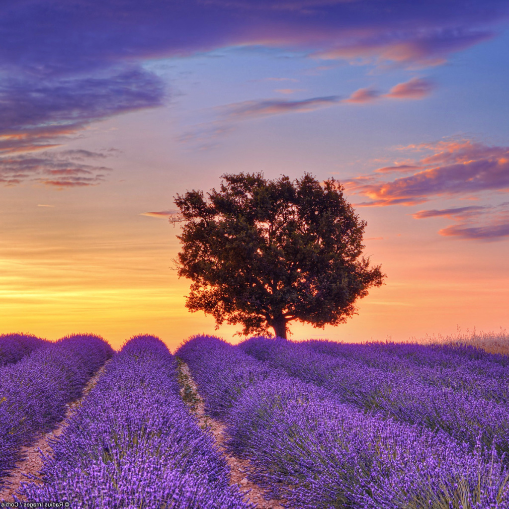 Sfondi Lavender Fields in Provence 1024x1024