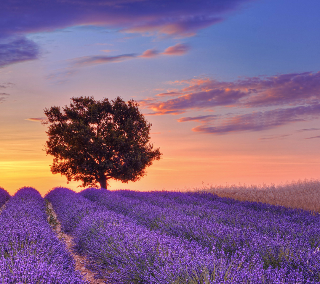 Sfondi Lavender Fields in Provence 1080x960