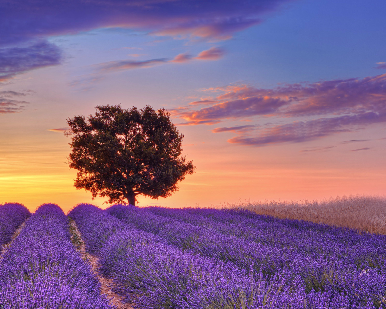 Das Lavender Fields in Provence Wallpaper 1280x1024