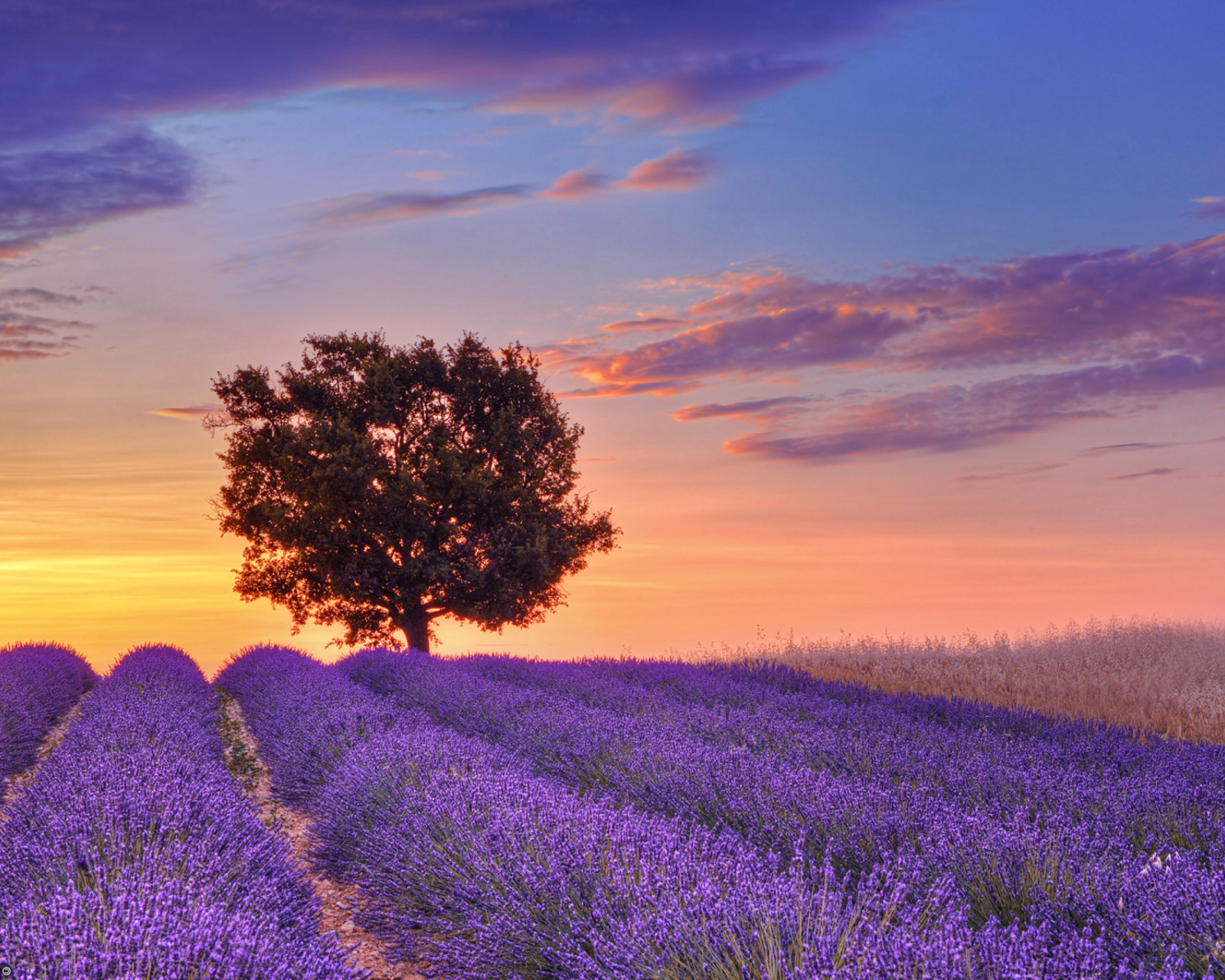 Lavender Fields in Provence wallpaper 1600x1280