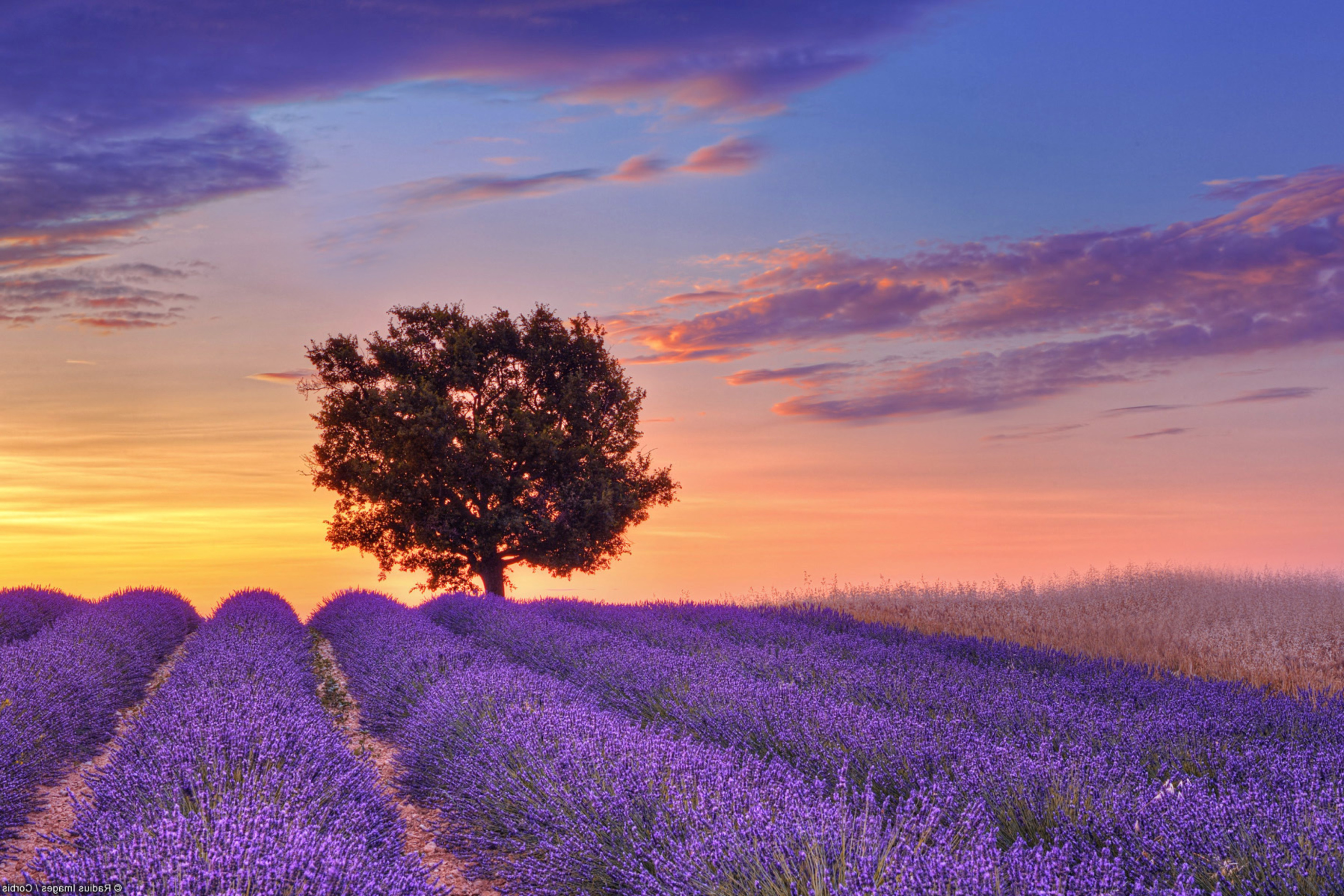 Das Lavender Fields in Provence Wallpaper 2880x1920
