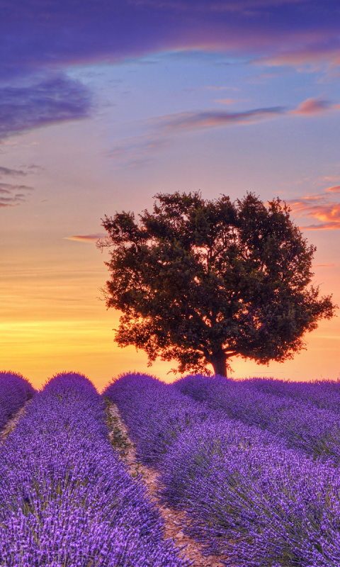 Das Lavender Fields in Provence Wallpaper 480x800