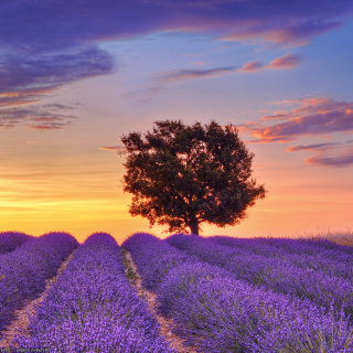 Kostenloses Lavender Fields in Provence Wallpaper für 2048x2048