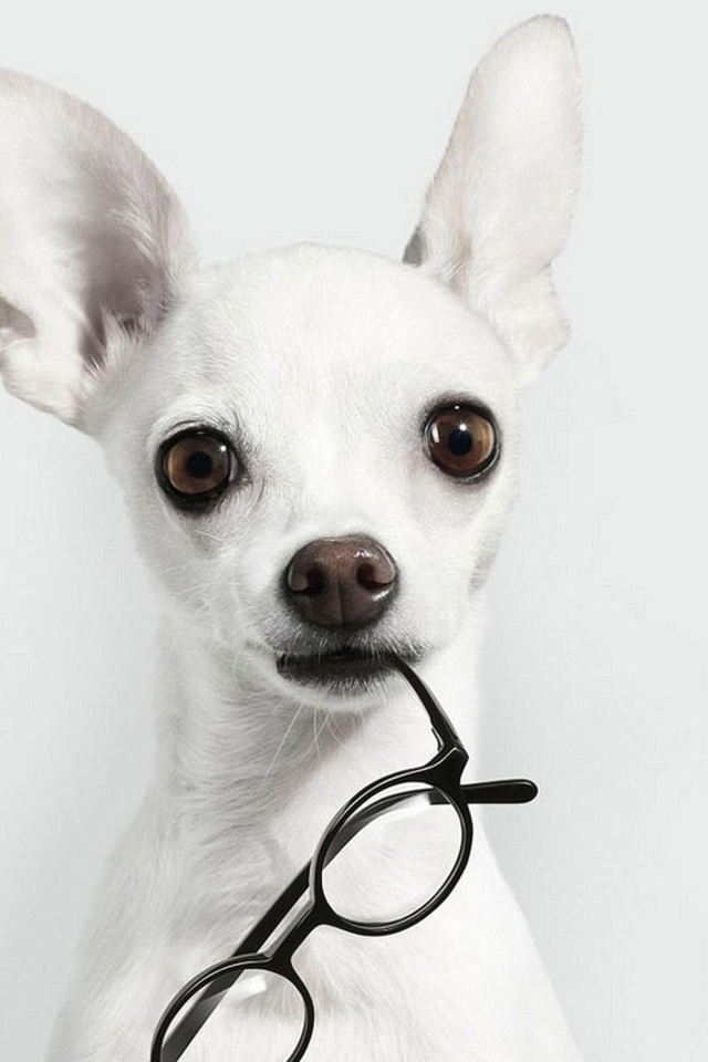 White Dog And Black Glasses wallpaper 640x960