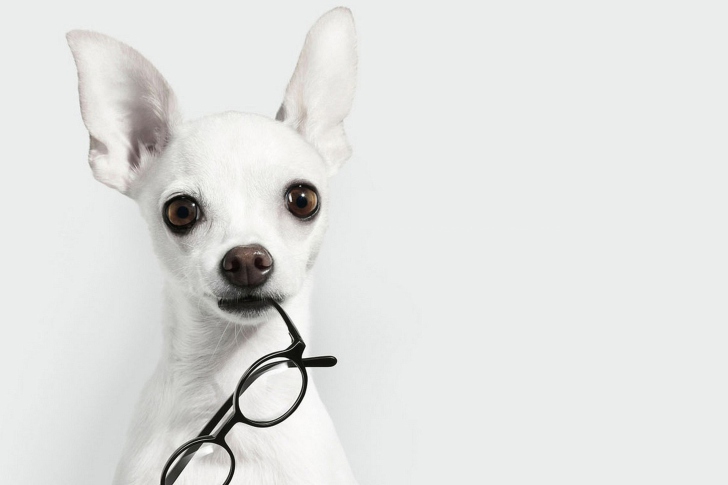 White Dog And Black Glasses wallpaper