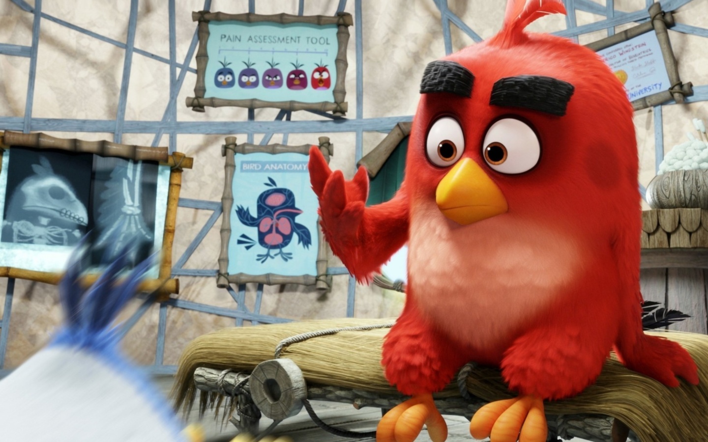 Fondo de pantalla Angry Birds Red 1440x900