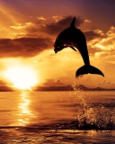 Dolphin wallpaper 128x160