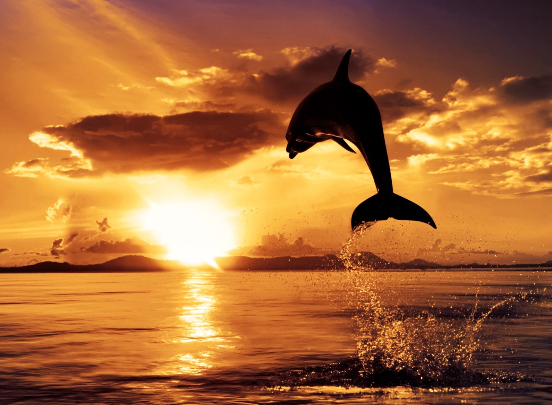 Das Dolphin Wallpaper 1920x1408