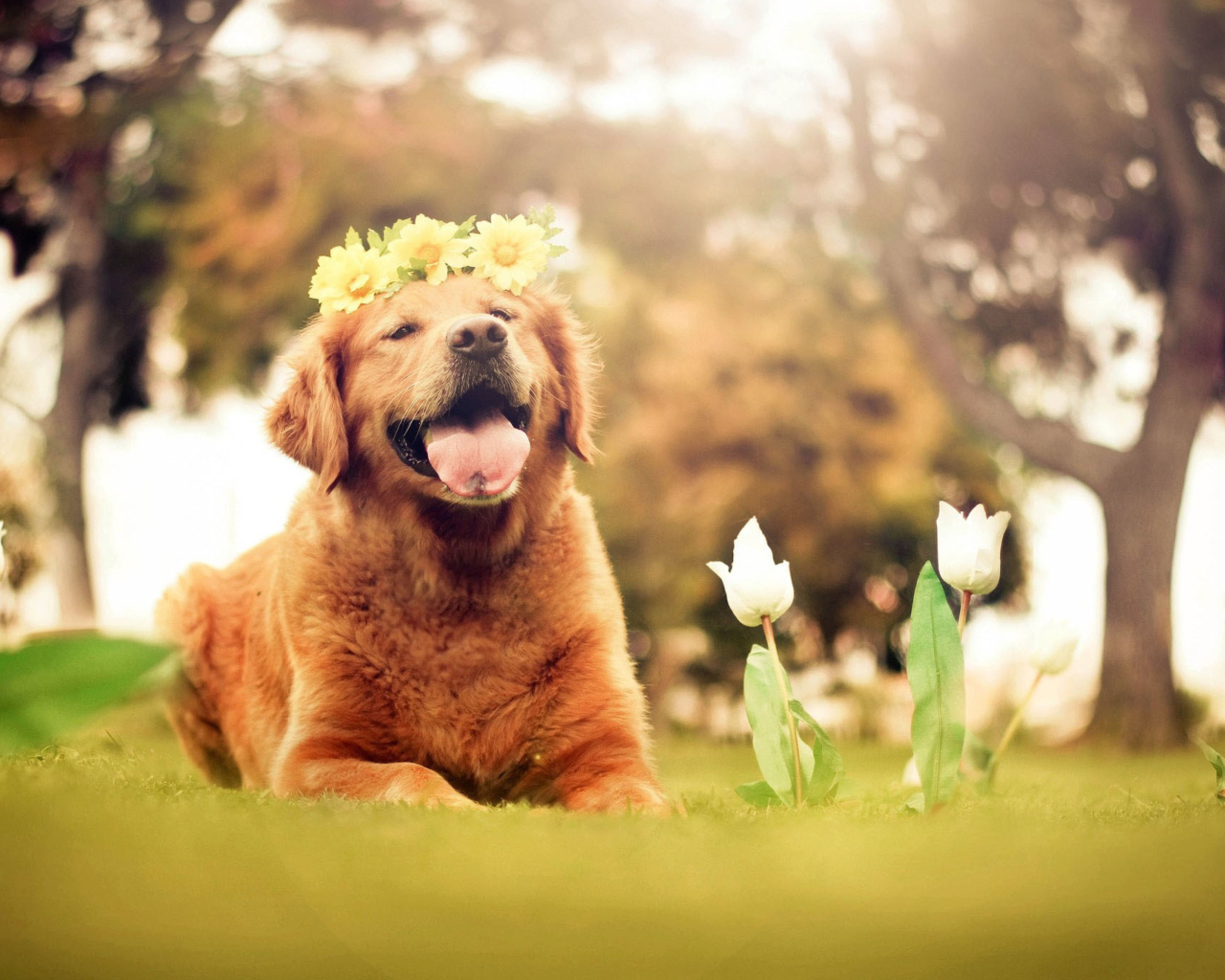Ginger Dog With Flower Wreath screenshot #1 1280x1024