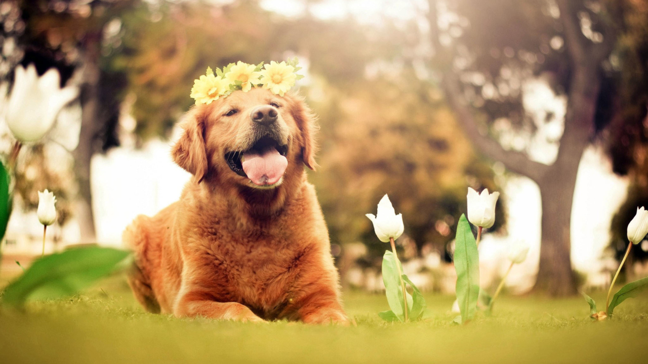 Ginger Dog With Flower Wreath wallpaper 1280x720
