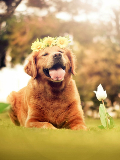 Обои Ginger Dog With Flower Wreath 240x320