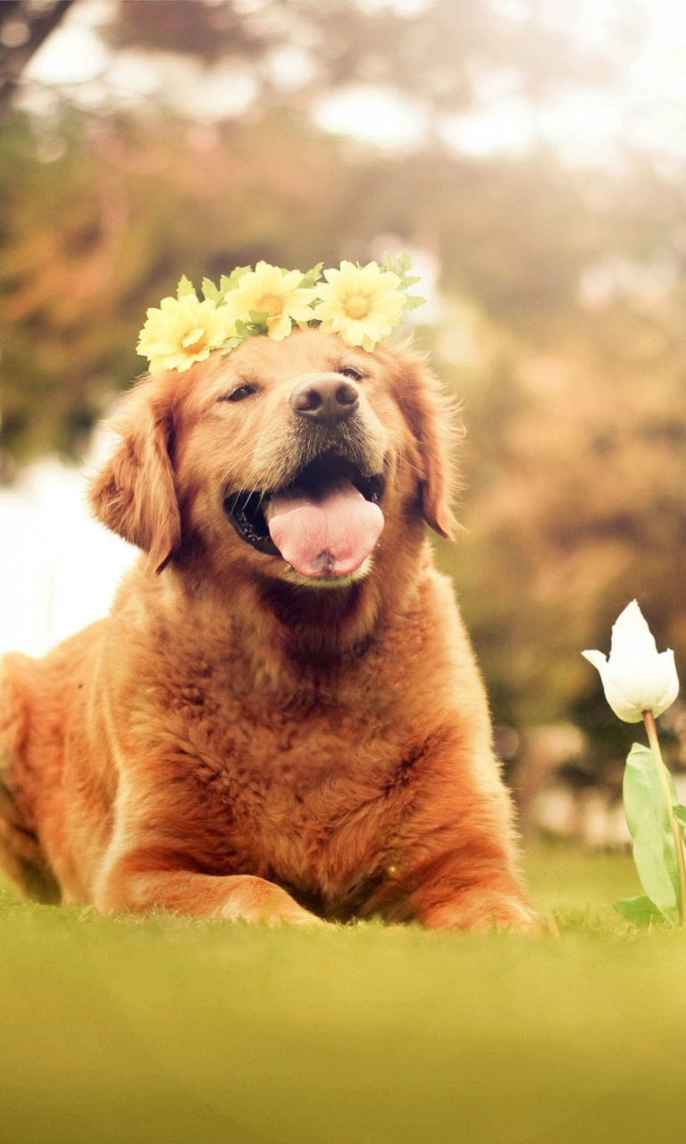Обои Ginger Dog With Flower Wreath 768x1280