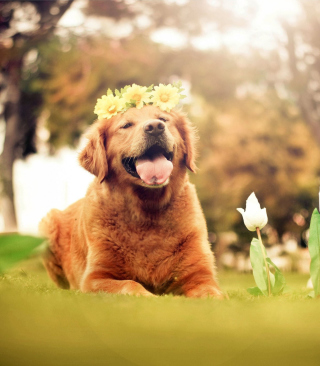 Kostenloses Ginger Dog With Flower Wreath Wallpaper für 768x1280