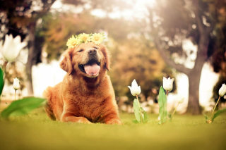 Ginger Dog With Flower Wreath Wallpaper for Android, iPhone and iPad