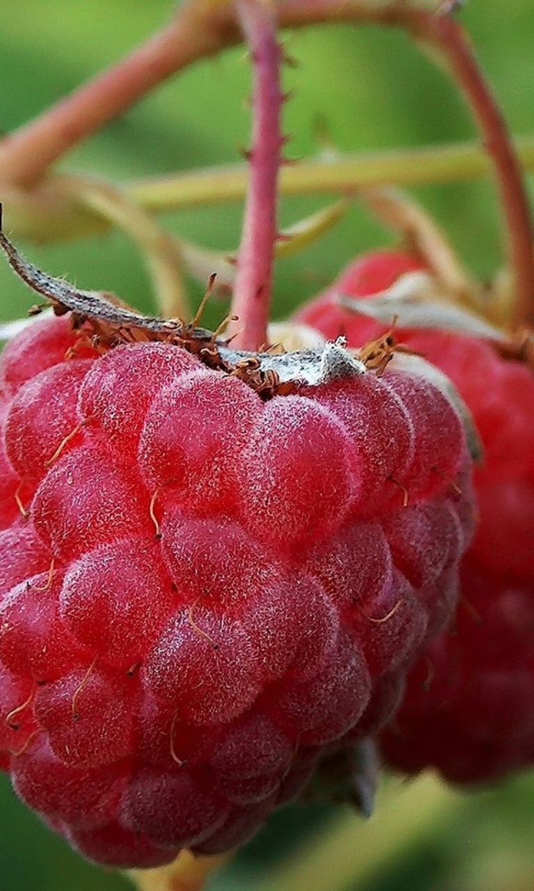 Raspberries wallpaper 768x1280