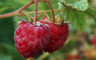 Raspberries - Obrázkek zdarma pro 1080x960