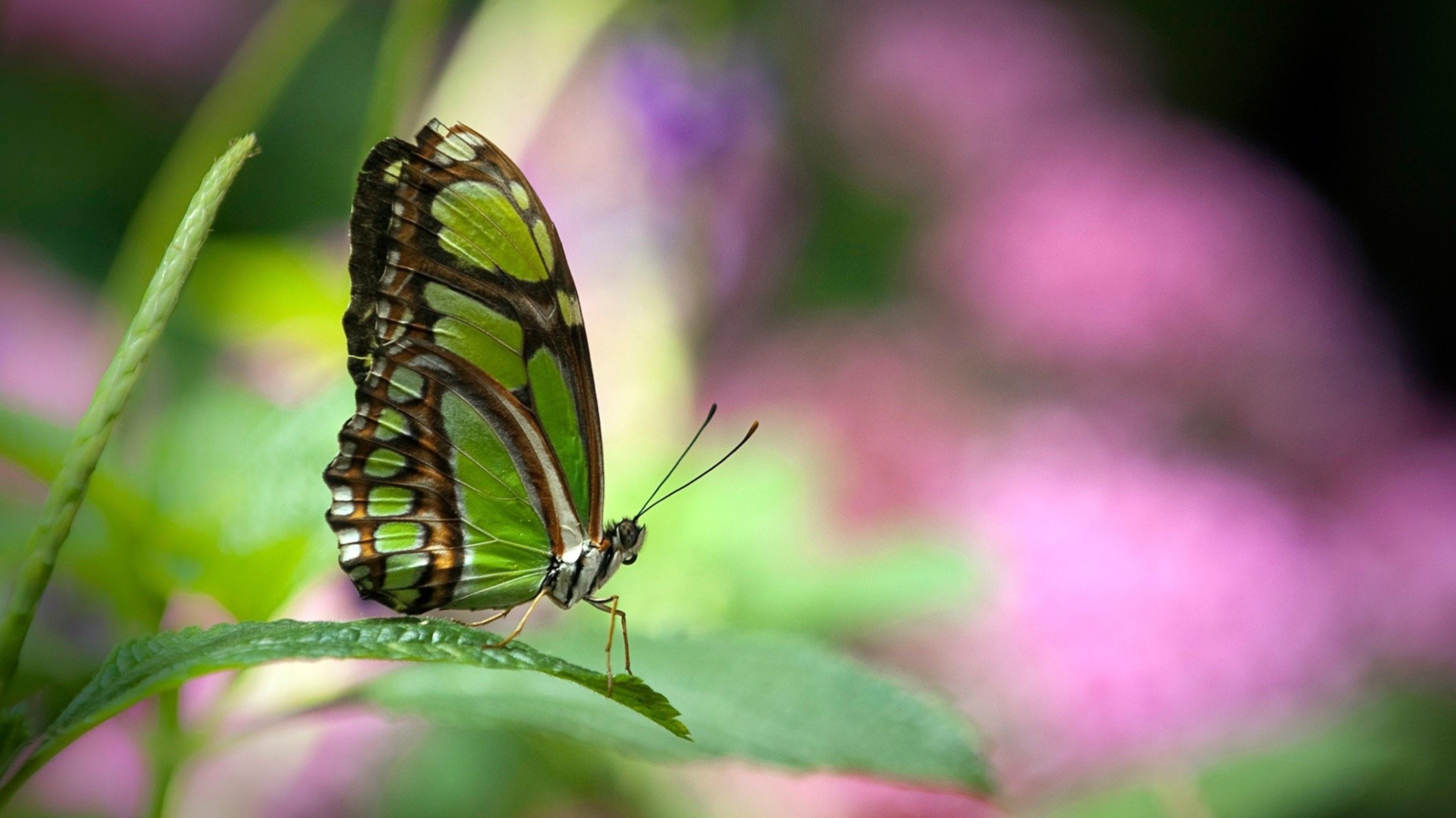 Sfondi Green Butterfly 1600x900
