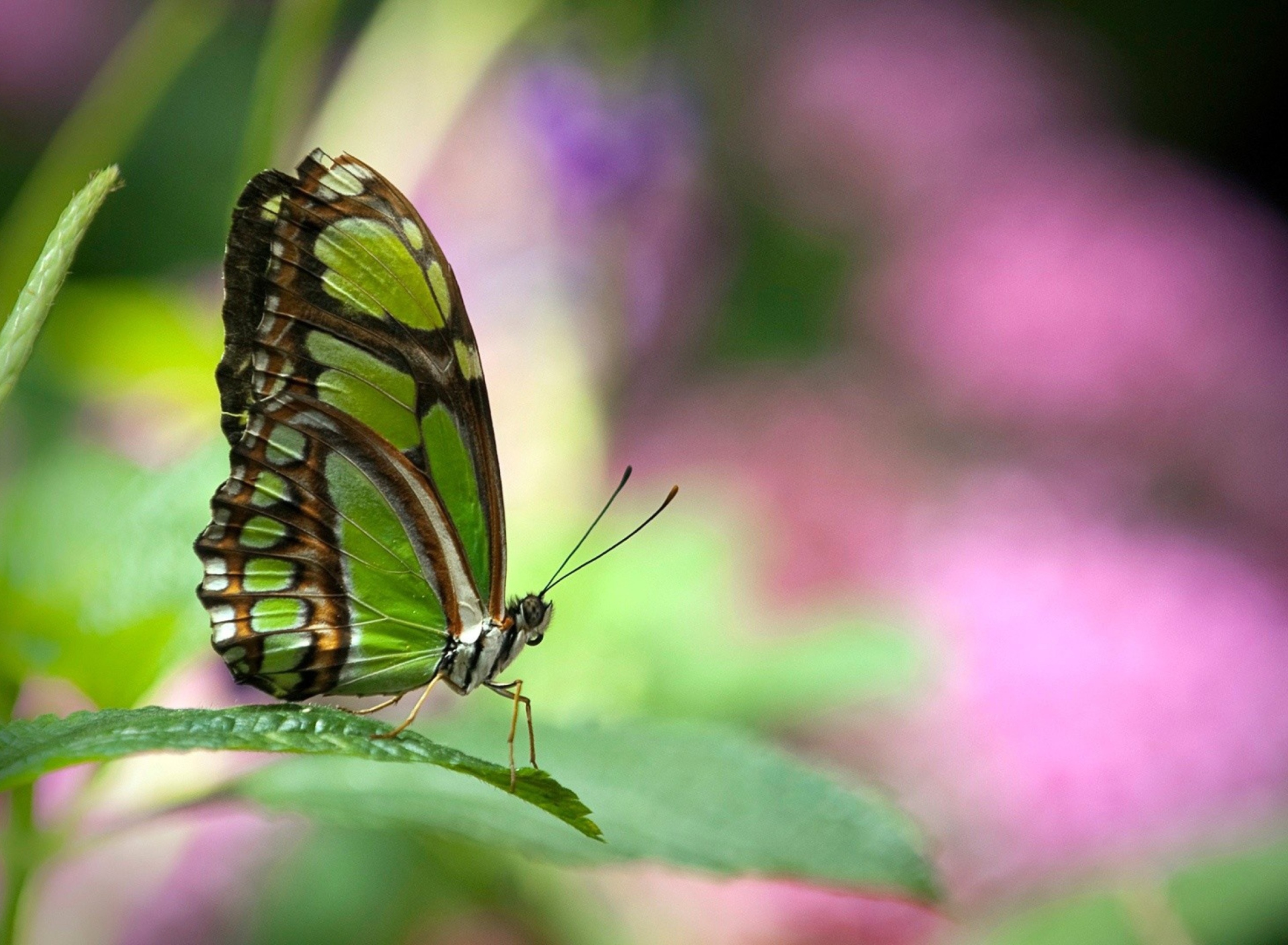 Обои Green Butterfly 1920x1408