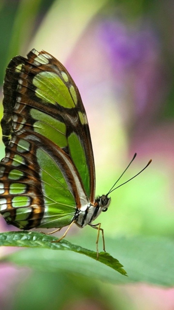 Fondo de pantalla Green Butterfly 360x640
